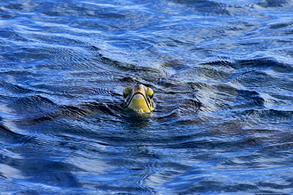 mentawai-turtle-seaturtle