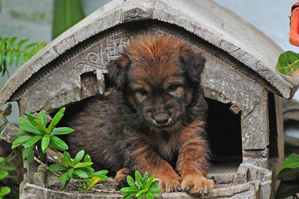 puppy-mentawai