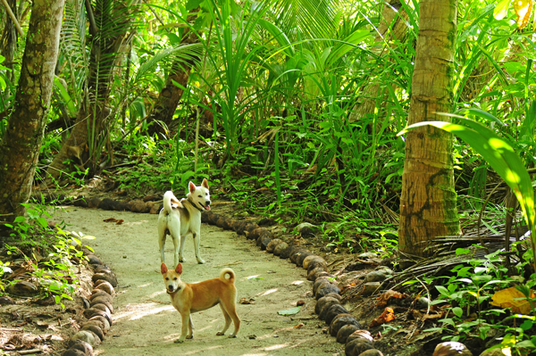 surfdog-surf-mentawai