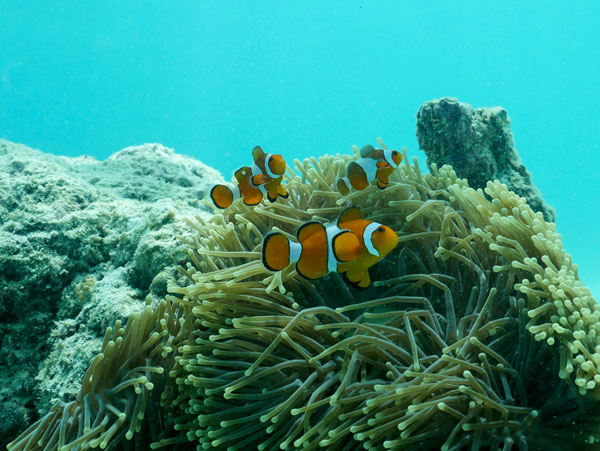 surf-surftrip-wavepark-mentawai-snorkel-nemo-clown fish