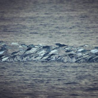 Lots of fish out here